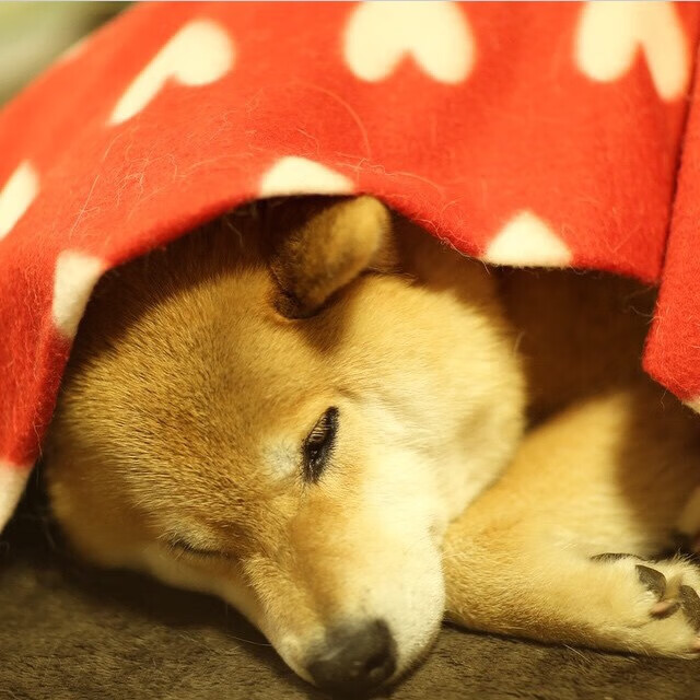 爱游戏娱乐-波兰队赛制解读：如何通过赛制增强团队协作与默契，波兰队的比赛