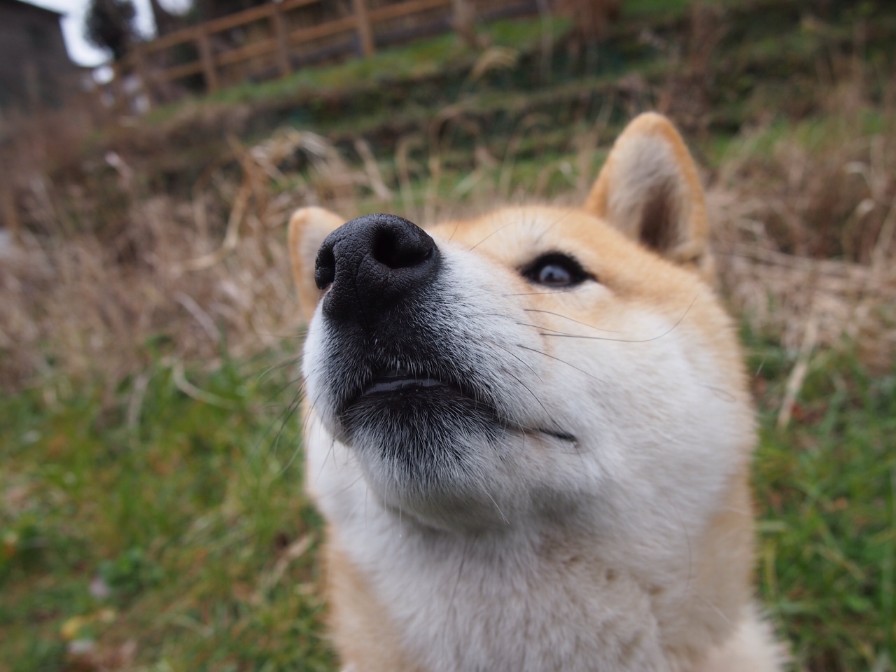 塞尔维亚男篮在欧洲预赛中坚持不懈,追寻奥运蜕变!,塞尔维亚男篮进奥运会了吗