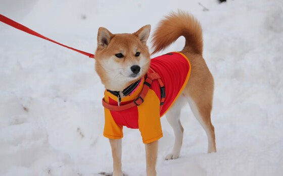 爱游戏娱乐网址-水球战术与技术训练有效结合，水球运动技术与战术