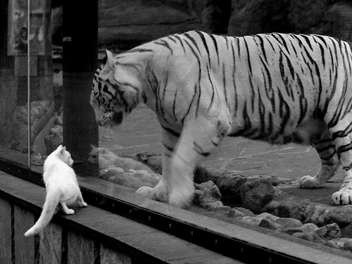 约翰·恩多耶-布鲁阿尔赛场风采尽显未来之星,约什布恩