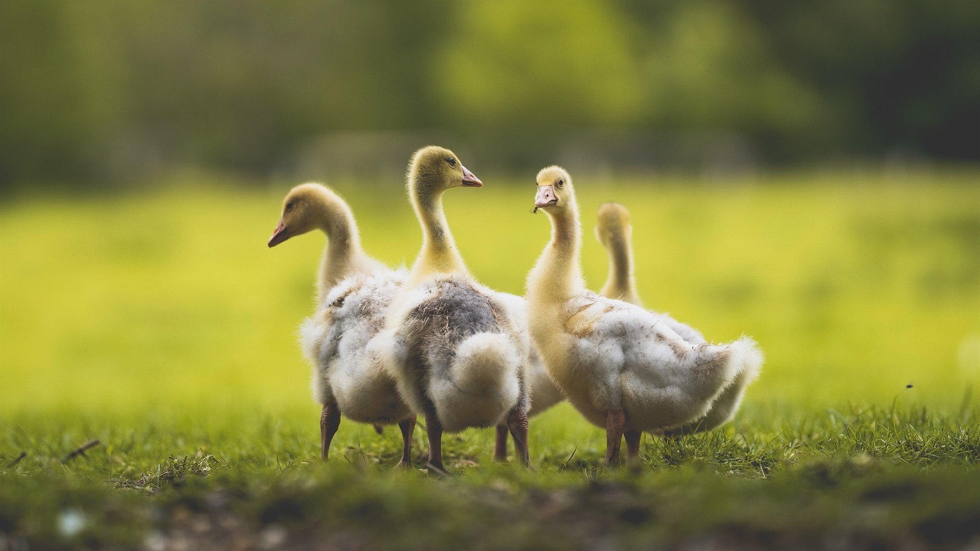 爱游戏官方-中国篮球职业联赛升降级制度的可行性研究，篮球联赛没有升降级